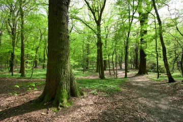 Duurzaam hout in huis