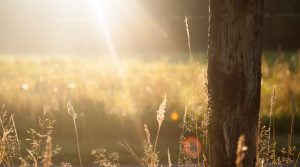 Houten vloer en zonlicht